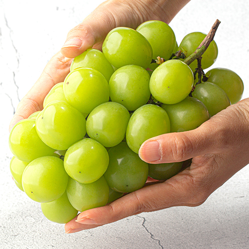 2026년 경북 샤인머스캣